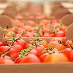 Claves de la logística alimentaria: Guía 2025